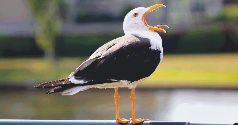 Pexels/MatthiasZomer